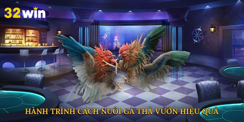 Bước vào hành trình cách nuôi gà thả vườn hiệu quả